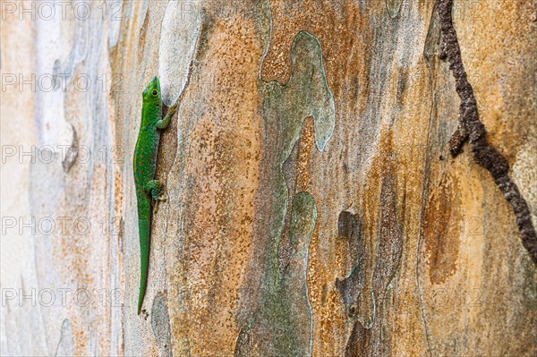 Small day gecko