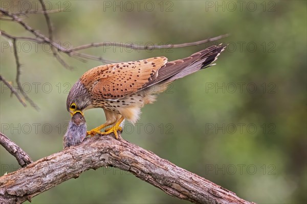 Common Common Kestrel