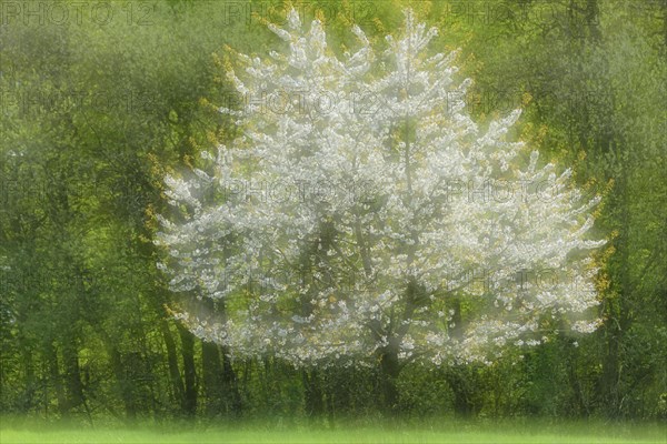 Flowering cherry tree