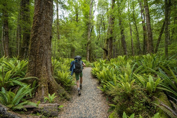 Hiker on trail through forest with ferns