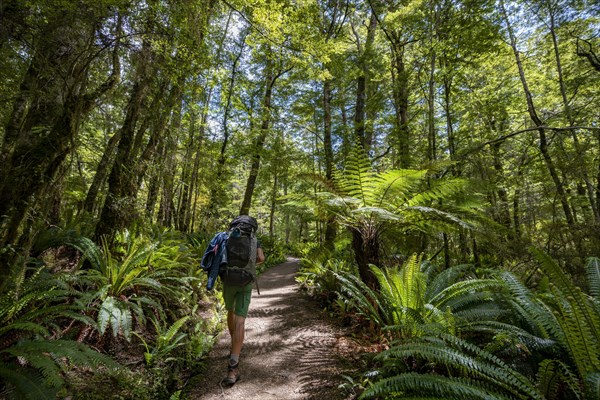 Hiker on a hiking trail through forest with ferns and Tree fern