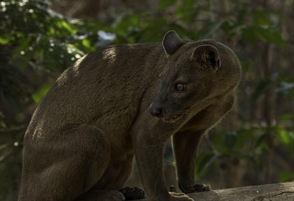 Fossa Sneaky cat