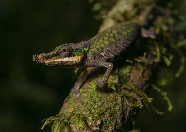 Male chameleon