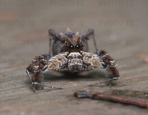 Jumping spider