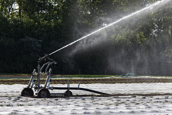 Irrigation machine irrigates a potato field in spring