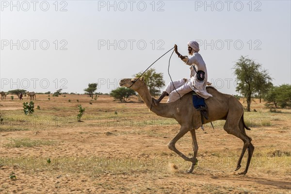 Camel race at the Gerewol festival
