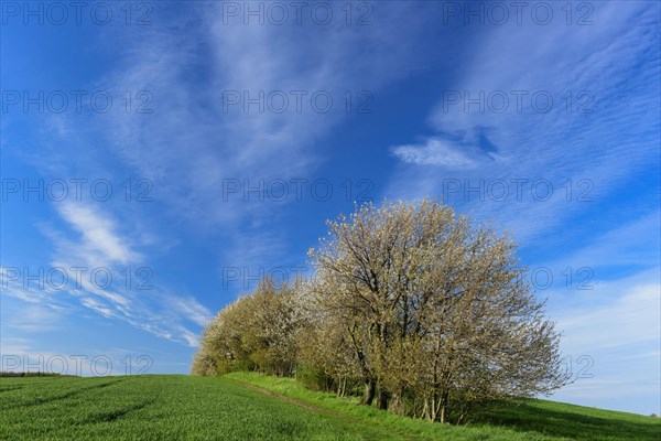 Flowering cherry tree on the way