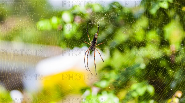 Red-legged golden orb-web spider