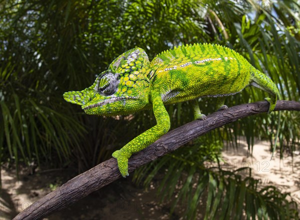 Chameleon male