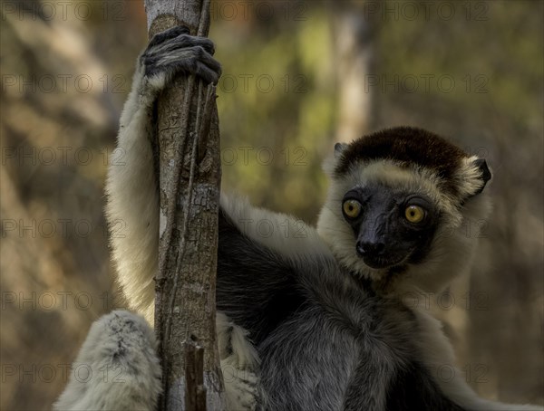 Lemur