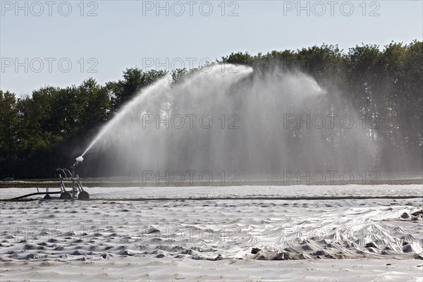 Irrigation machine irrigates a potato field in spring