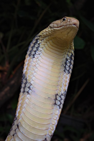 King Cobra