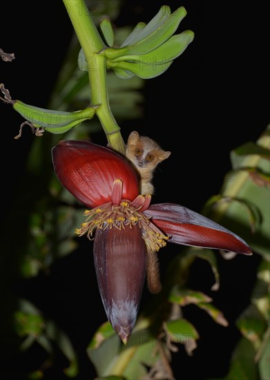 Mouse lemur