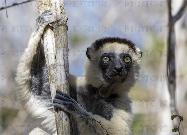 Larval sifaka