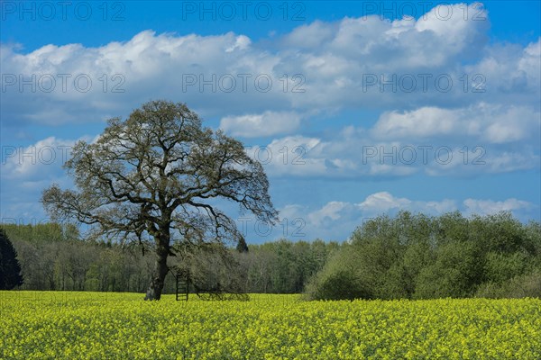 Oaks in a rape field