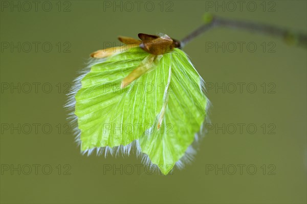 Leaf of a beech