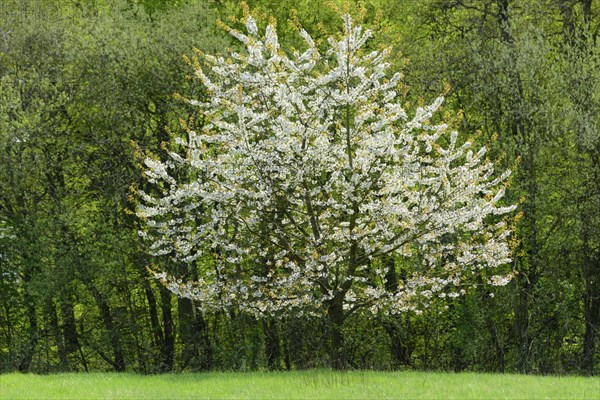 Flowering cherry tree