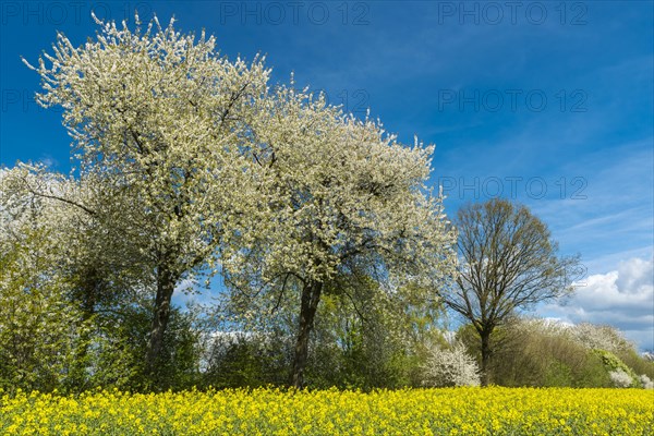 Flowering fruit trees in the rape field