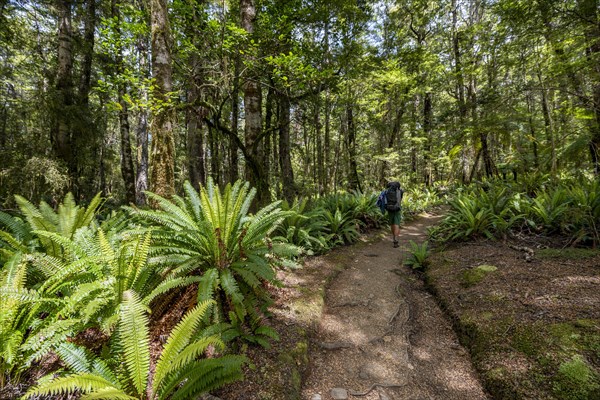 Hiker on trail through forest with ferns