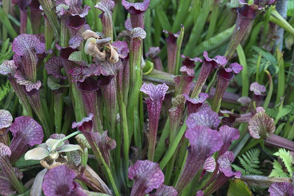 Purple pitcher plants