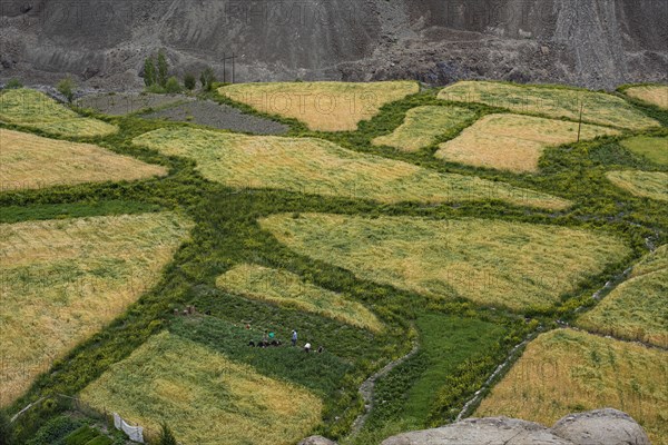 Small barley and vegetable fields with working people in the Indus Valley