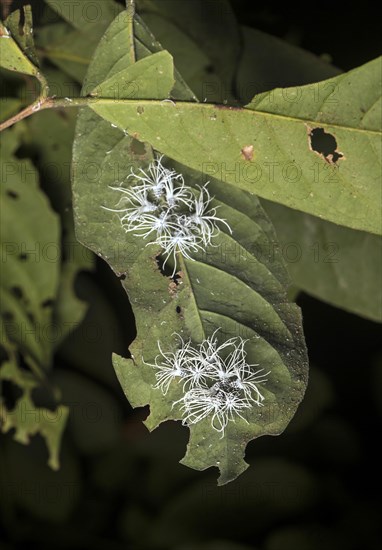 (Flatida) Late-stage larval cicada nymphs , Flatidae family, Danum Valley Protected Zone (Danum Valley Conservation Area), Sabah, Borneo, Malaysia, Asia