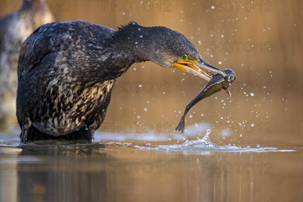 Great cormorant