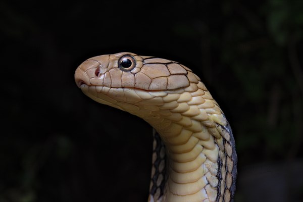 King Cobra