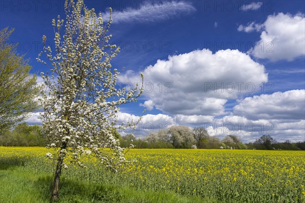 Flowering fruit trees in the rape field