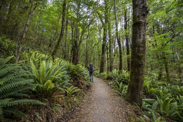 Hiker on trail through forest with ferns