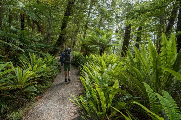 Hiker on a hiking trail through forest with ferns and Tree fern