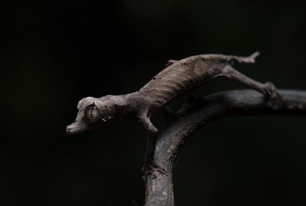 Flat-tailed gecko