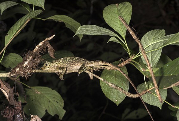 Borneo anglehead lizard