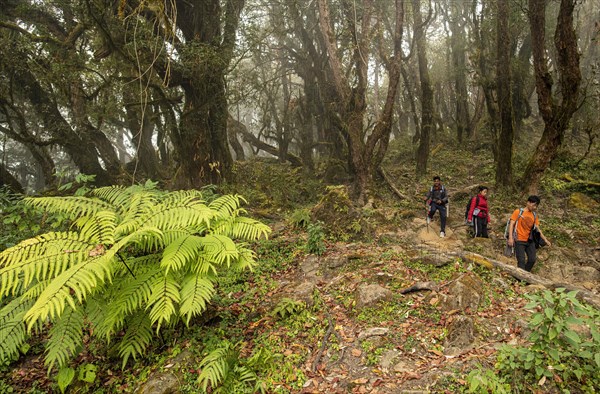 Native hikers