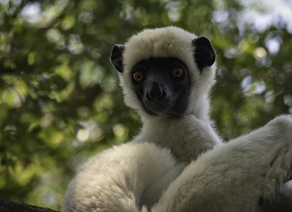 Van der Decken Sifaka