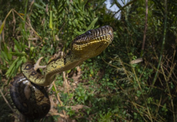 Malagasy Tree Boa