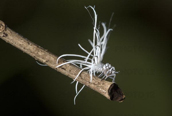 Late larval stage of a nymph of the pointed cicada