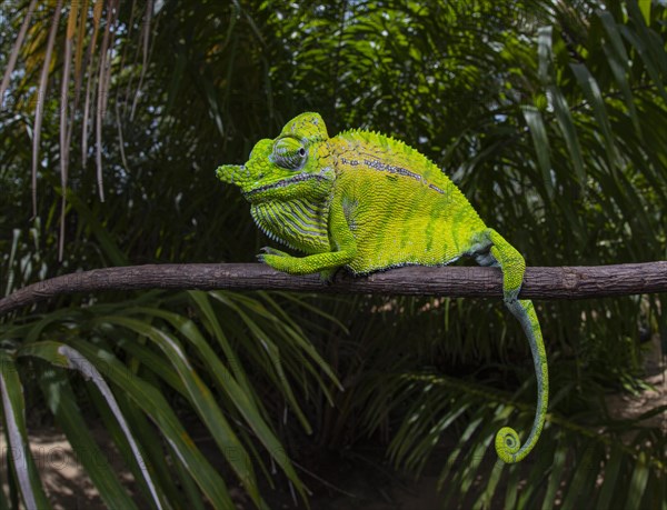 Chameleon male