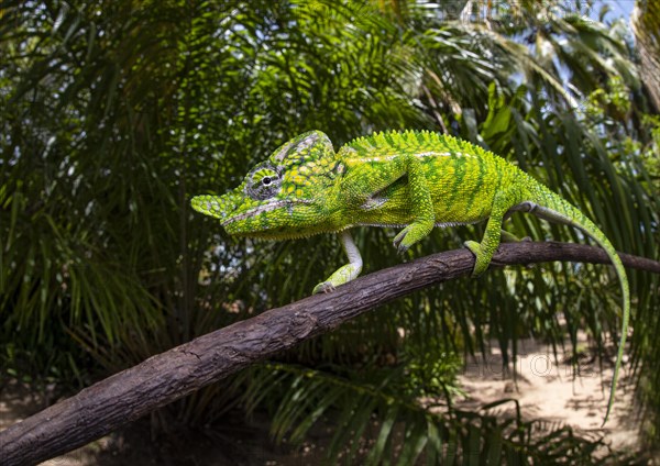 Chameleon male