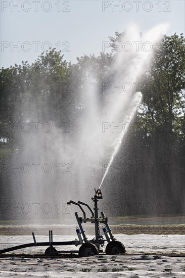 Irrigation machine irrigates a potato field in spring