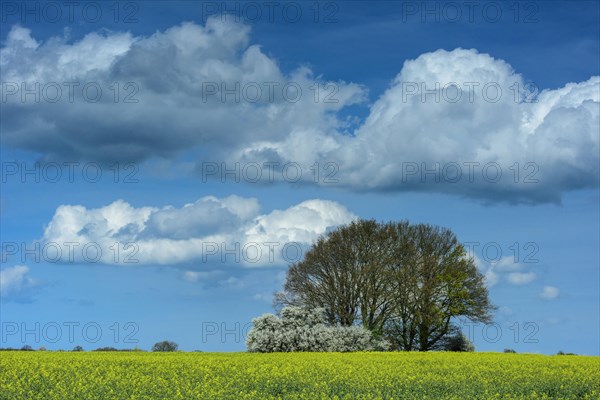 Oaks with flowering hedge in a rape field