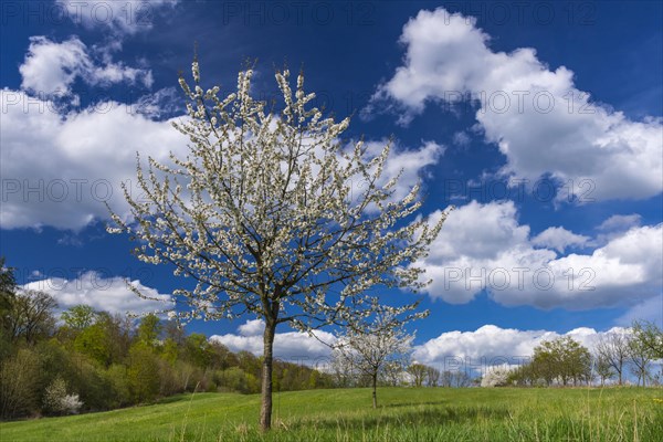 Flowering cherry tree