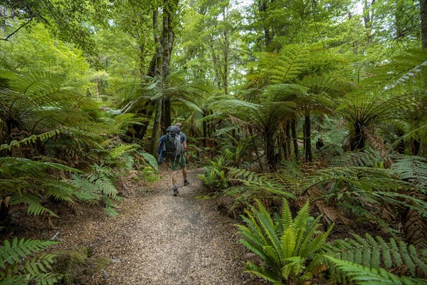 Hiker on a hiking trail through forest with ferns and Tree fern