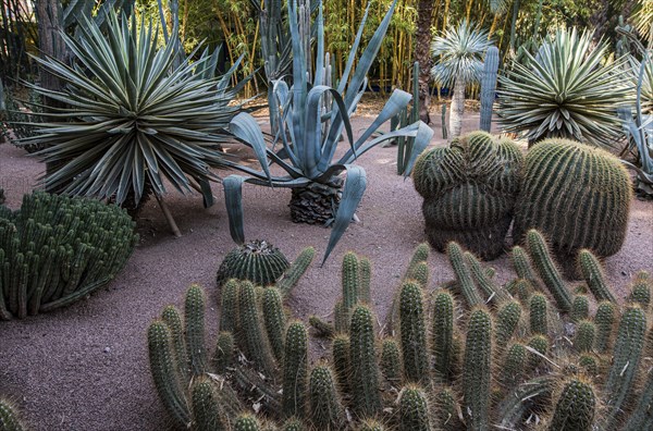 Cacti