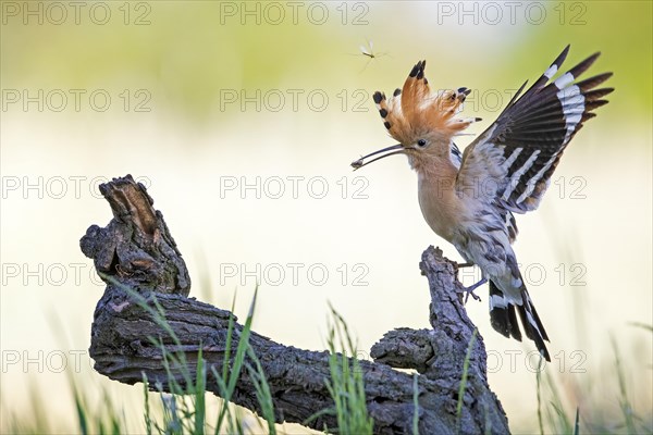 Hoopoe