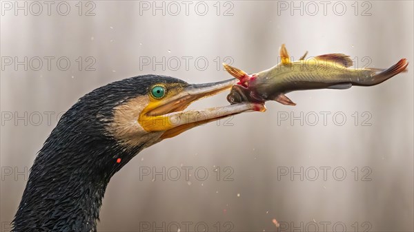 Great cormorant