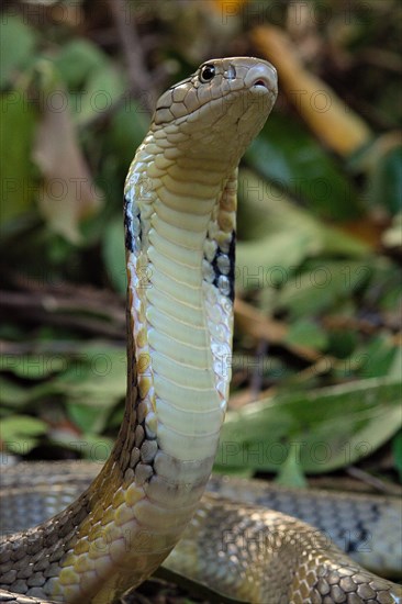 King Cobra