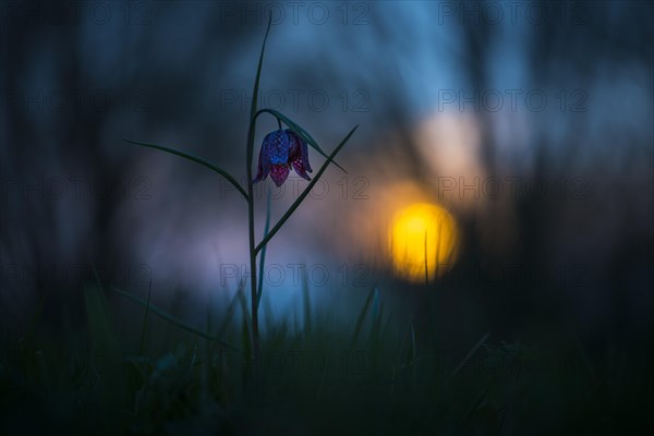 Snake's Head Fritillary