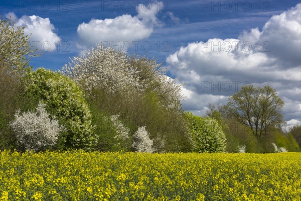 Flowering trees at the rape field in spring