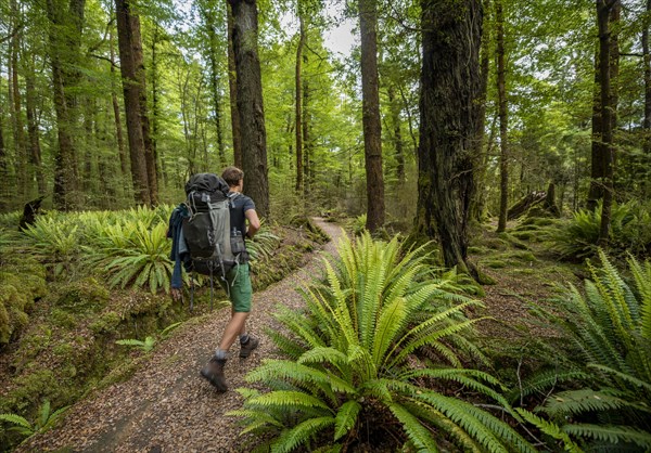 Hiker on trail through forest with ferns